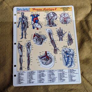 Human Anatomy 2 Circulatory Nervous Systems Data Guides Plastic Reference Chart
